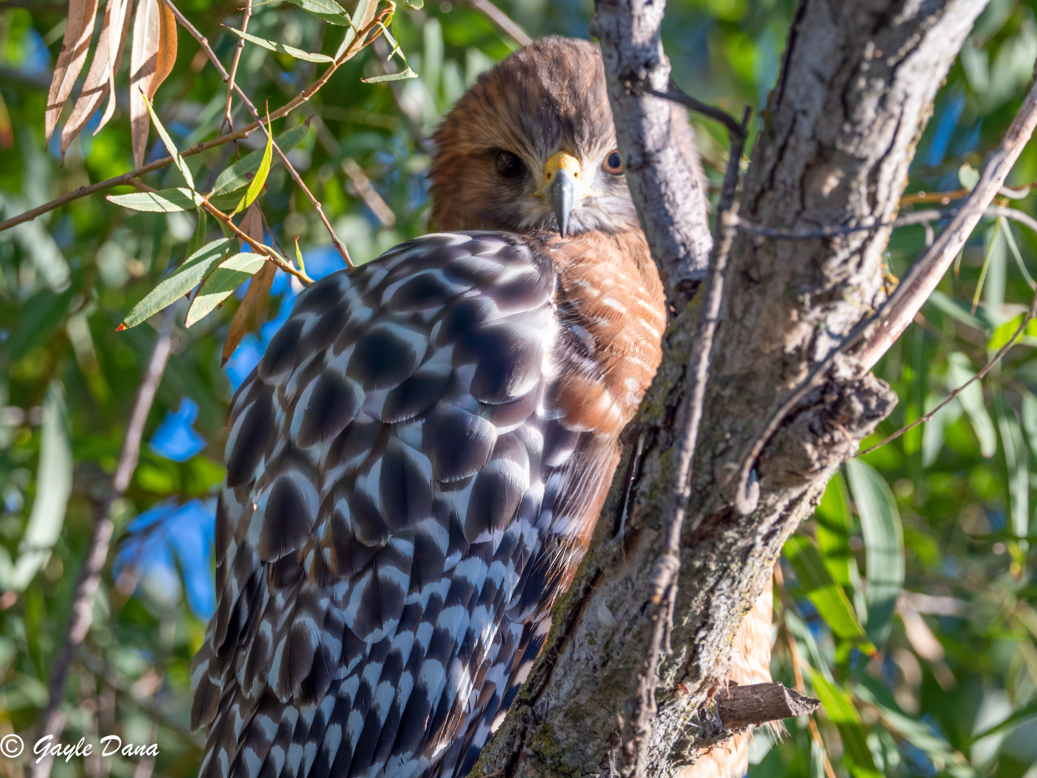 Red shouldered Hawk 3